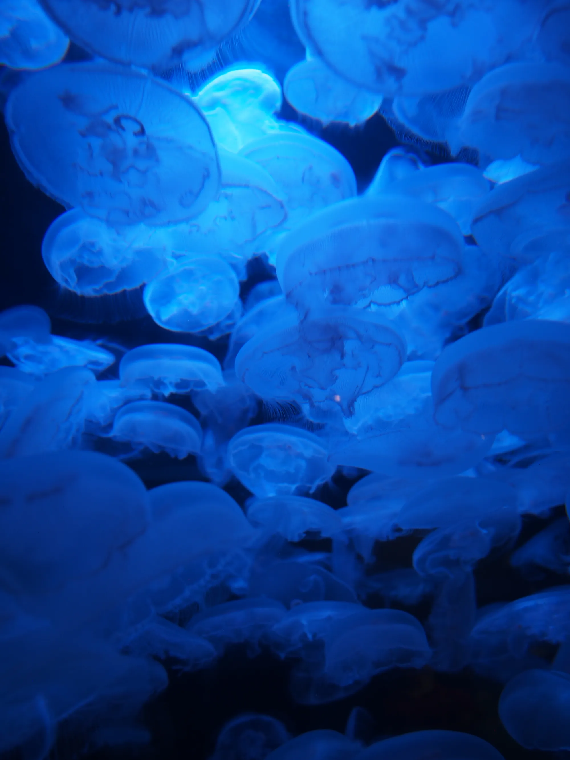 29-van-aquarium-jellyfish