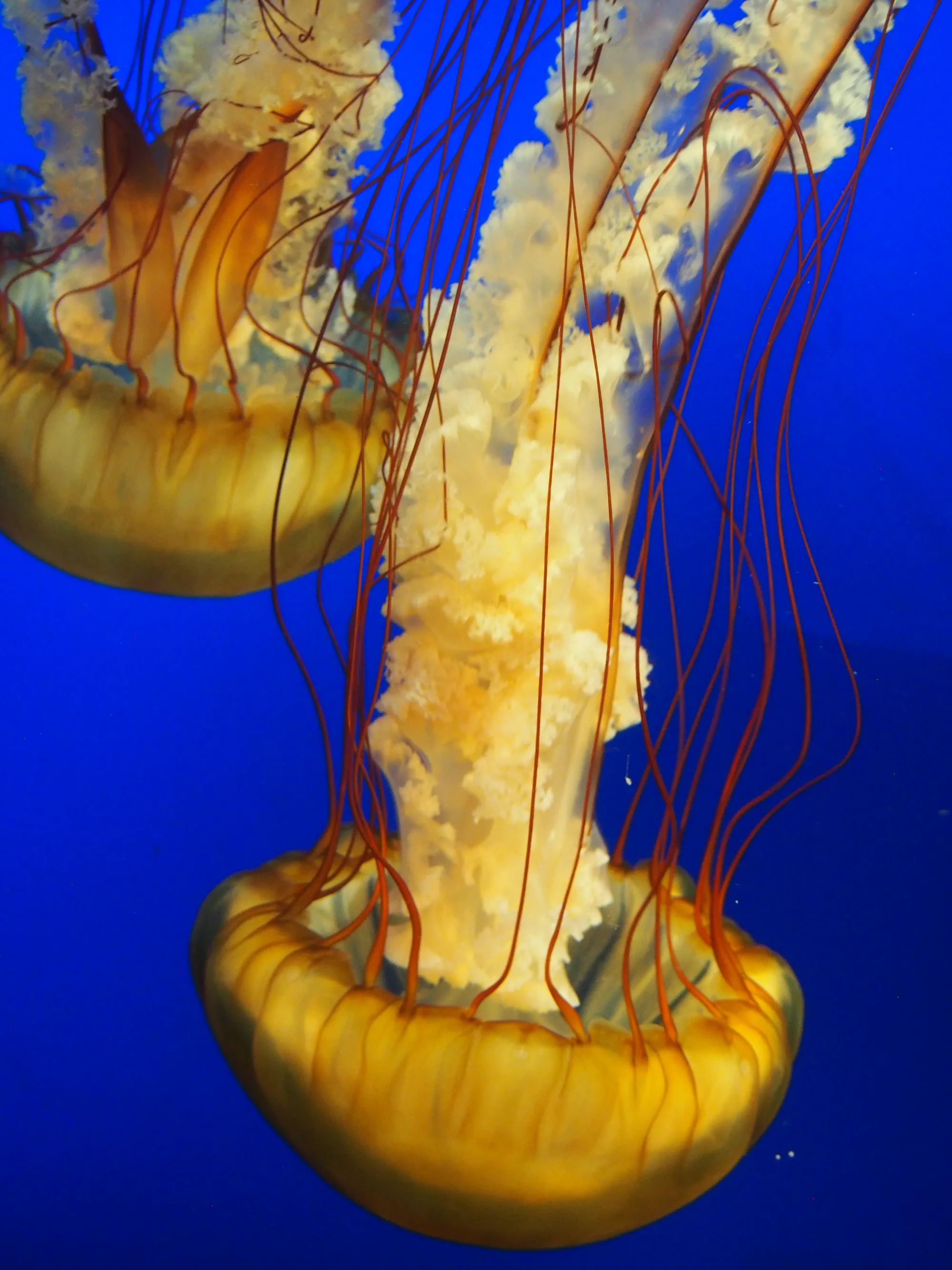 30-van-aquarium-big-jellyfish